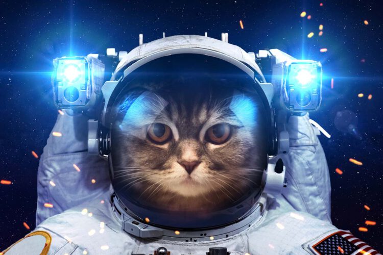 An image of a cat in a space suit.