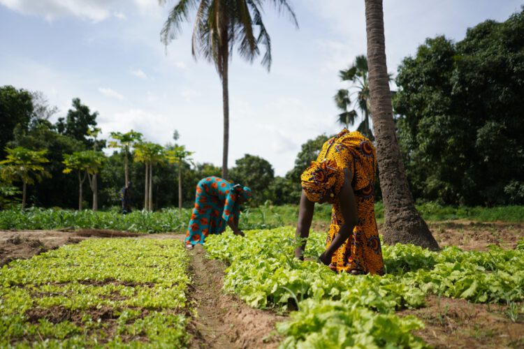 African women planting vegetables.